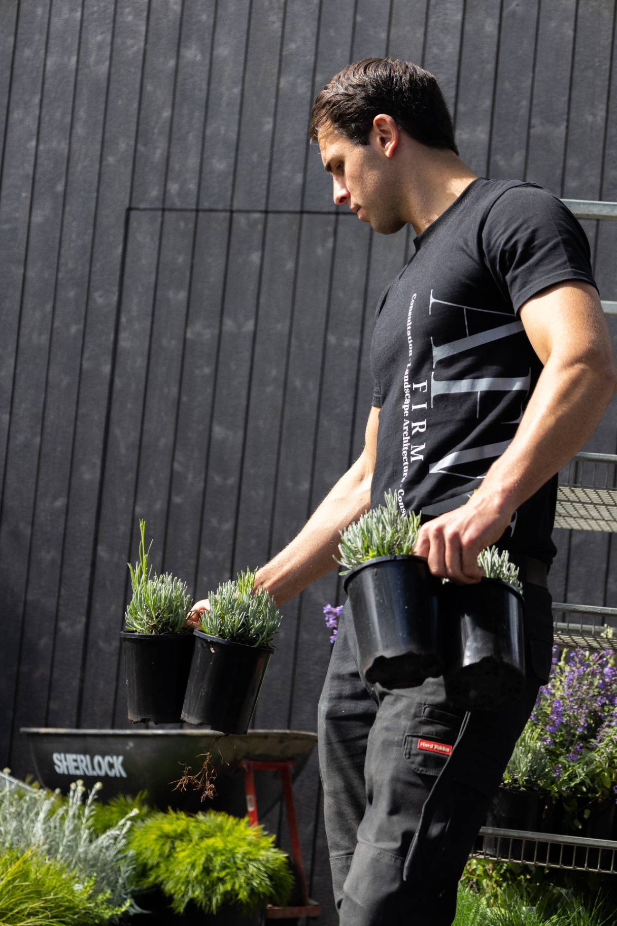 AFW Firm landscape technician carrying lavender to a residential planting